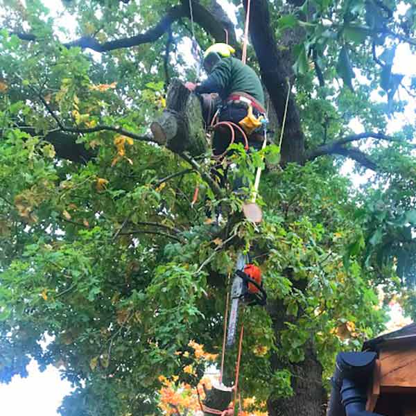 tree surgeon cutting oak tree wirral