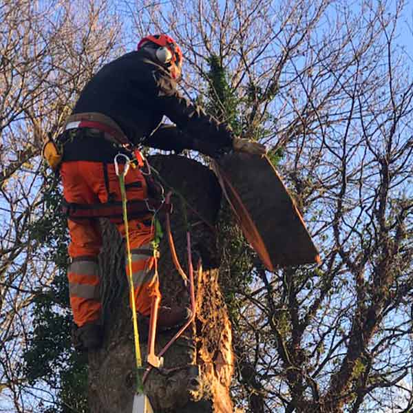 tree surgeon cutting tree cheshire