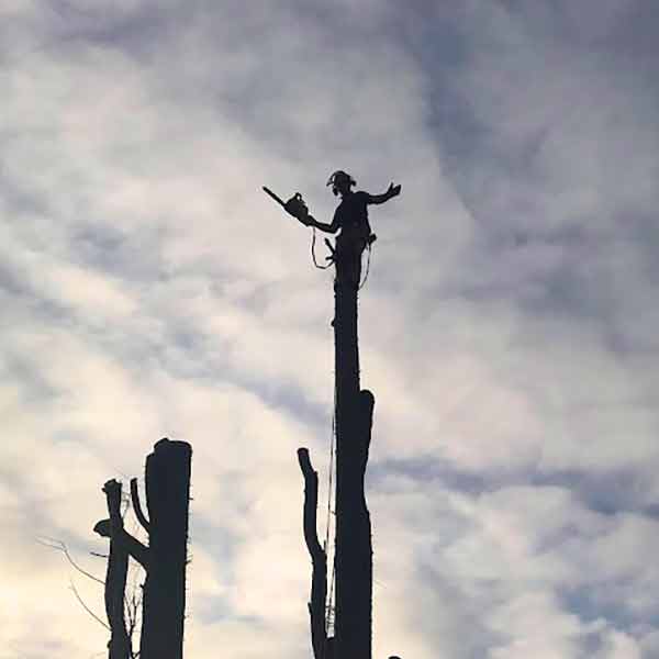 tree surgeons cutting tree flintshire