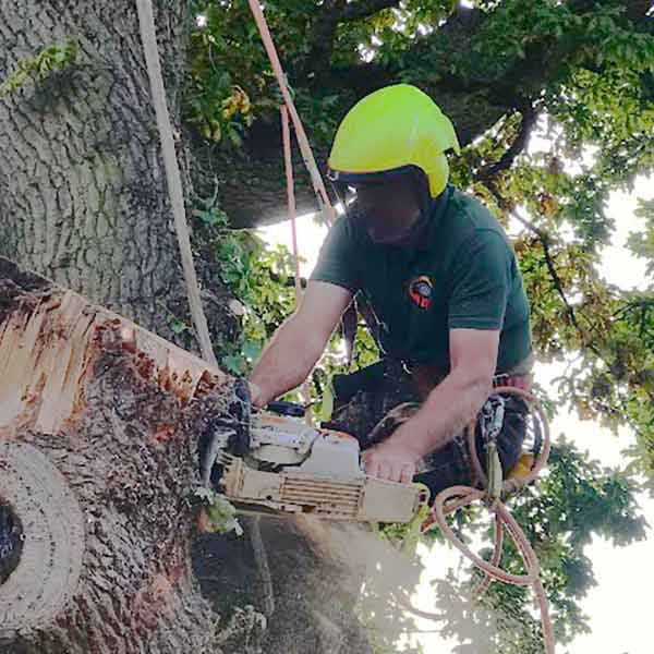 tree surgeons cutting tree mold